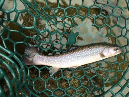 朽木渓流魚センタールアーフィールド